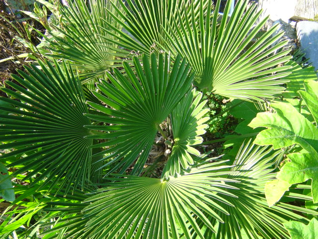 Trachycarpus wagnerianus