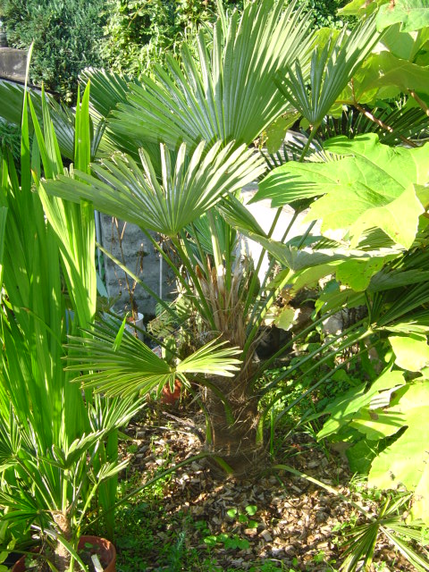 Trachycarpus wagnerianus