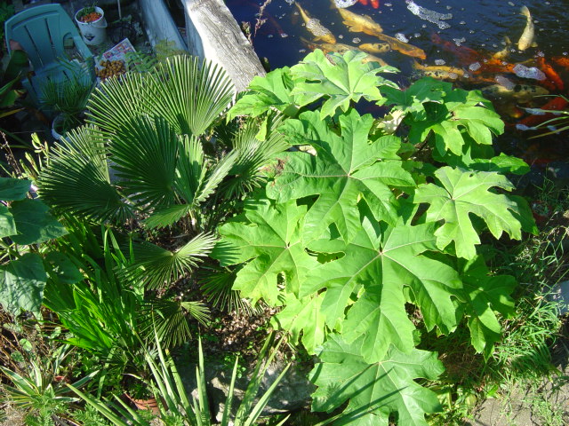 Trachycarpus wagnerianus et Tetrapanax papyfera