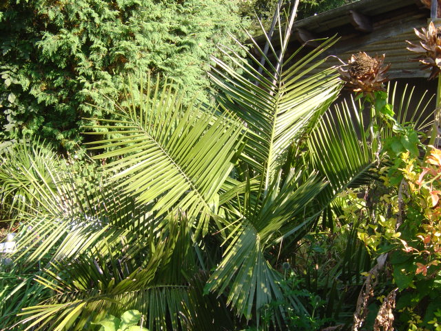 Jubaea chilensis 