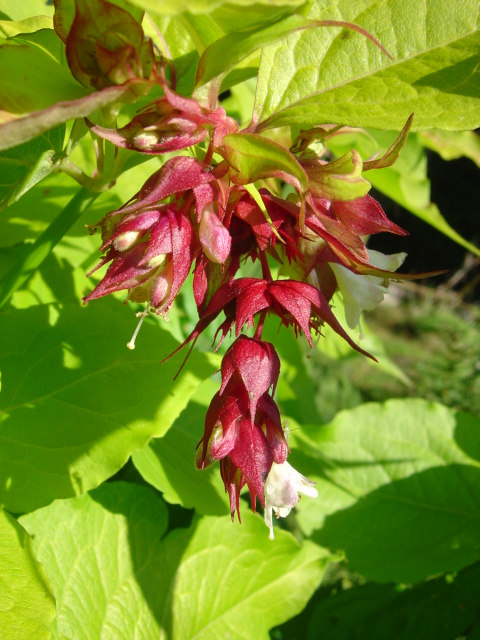 Leycestera formosana