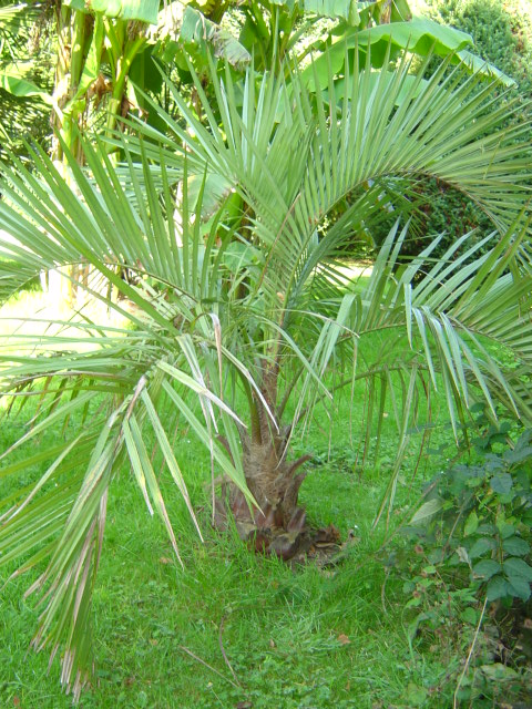 Butia gigantea