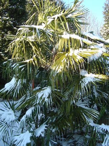 Dégâts gel Trachycarpus