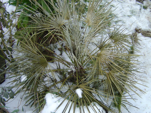 palmier, résistance, gel, exotique, climat froid, Chamaerops humilis