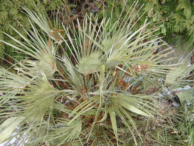 palmier, résistance, gel, exotique, climat froid, Chamaerops humilis