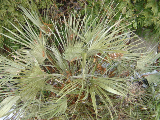 palmier, résistance, gel, exotique, climat froid, Chamaerops humilis