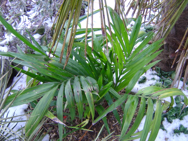 palmier, résistance, gel, exotique, climat froid, Chamaedorea radicalis