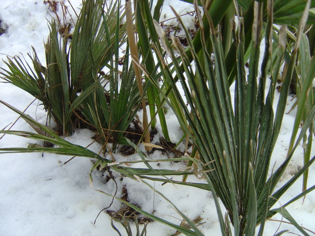 palmier, résistance, gel, exotique, climat froid, Sabal minor