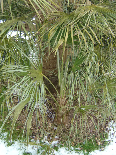 palmier, résistance, gel, exotique, climat froid, Trachycarpus fortunei