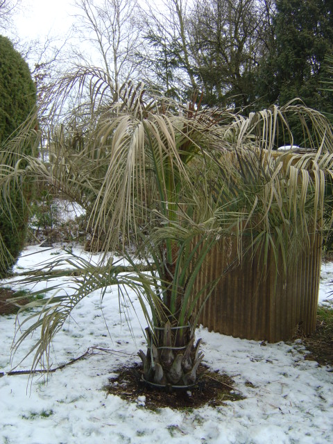 palmier, résistance, gel, exotique, climat froid, Butia