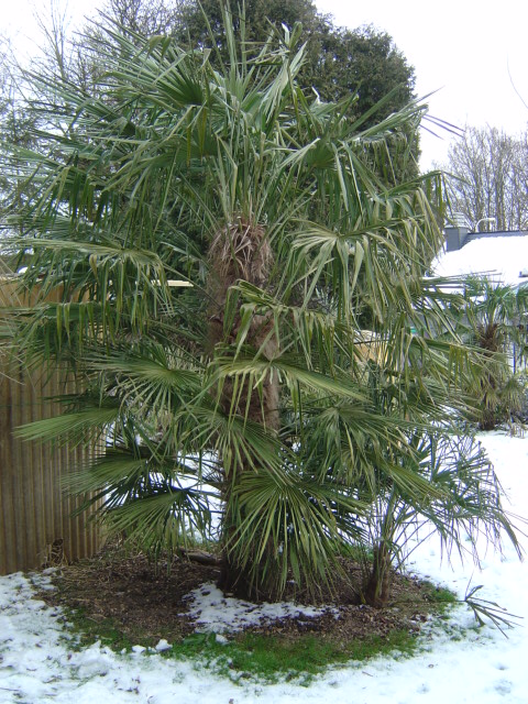 palmier, résistance, gel, exotique, climat froid, Trachycarpus fortunei