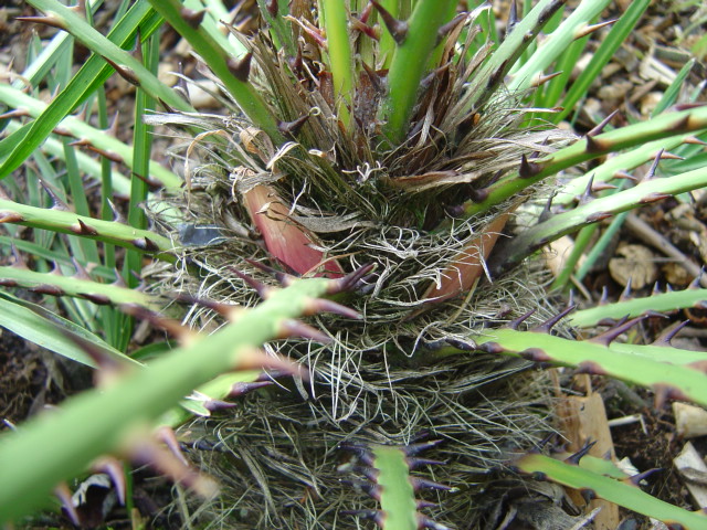 Chamaerops cerifera