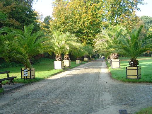 Phoenix en bac Jardin botanique national Meise