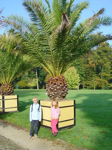 Phoenix canariensis Jardin botanique national Meise