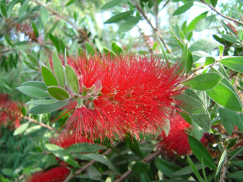 Callistemon Jardin botanique national Meise