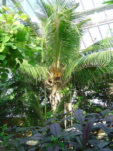 Cocos nucifera Jardin botanique national Meise