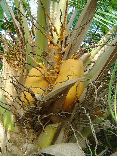 Cocos nucifera Jardin botanique national Meise