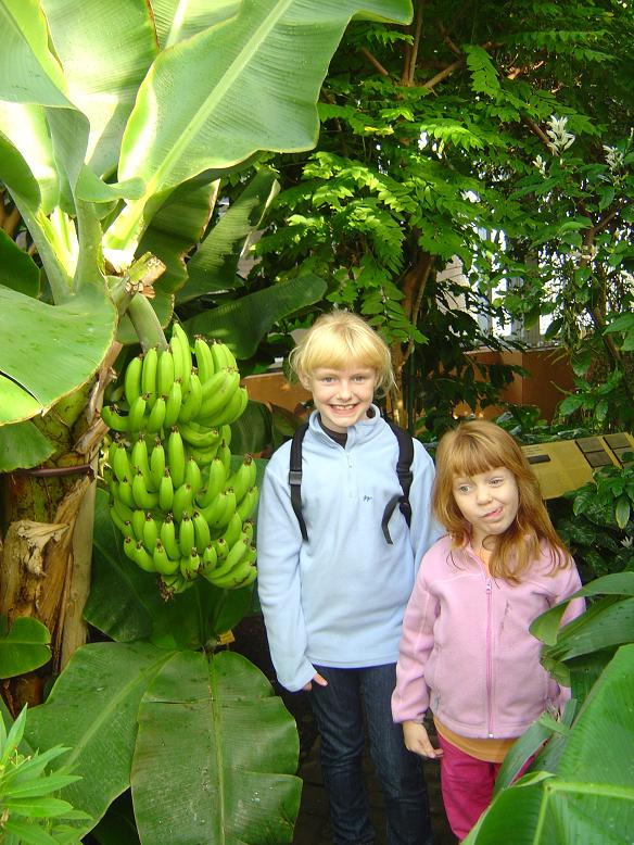 Musa Jardin botanique national Meise