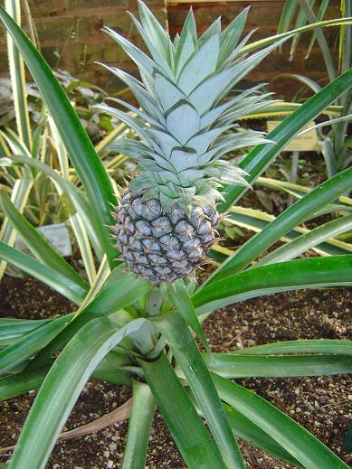 ananas Jardin botanique national Meise