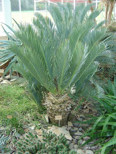  Jardin botanique national Meise