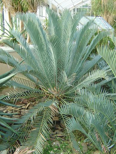  Jardin botanique national Meise