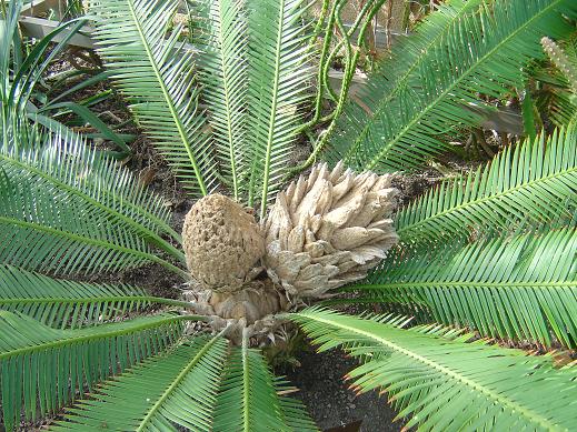 Dioon edule- cône femelle Jardin botanique national Meise