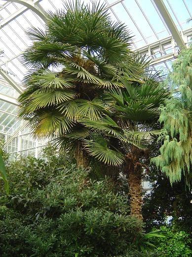 Trachycarpus fortunei Jardin botanique national Meise