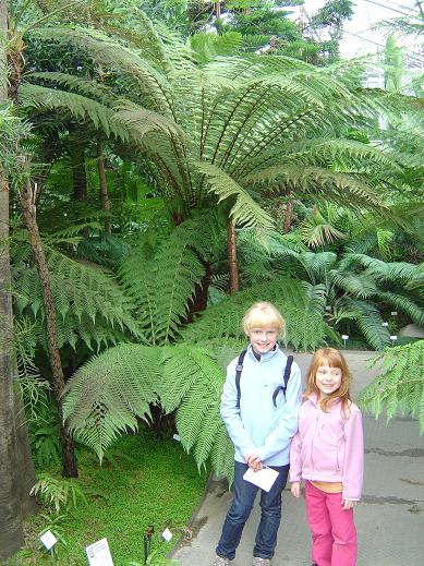 Fougères arborescentes Dicksonia Jardin botanique national Meise