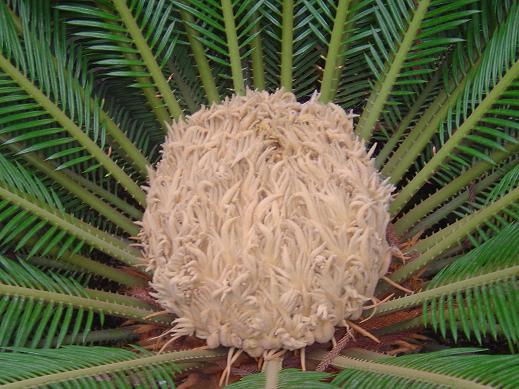 Cycas revoluta: cône femelle Jardin botanique national Meise