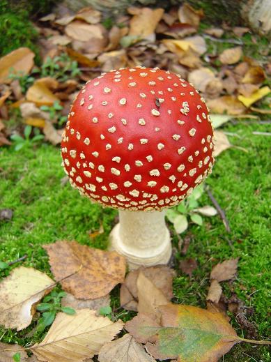 Amanita muscaria
