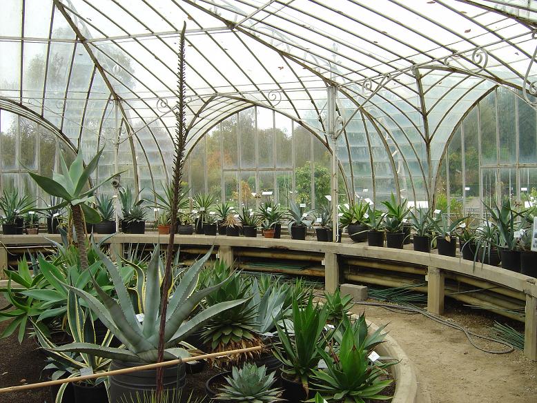 Collection agaves Jardin botanique national Meise