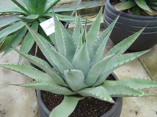 Agave neomexicana Jardin botanique national Meise