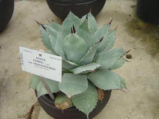 Agave parryi Jardin botanique national Meise