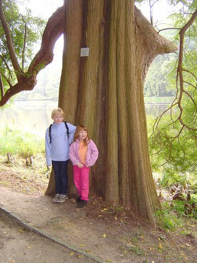 Taxodium Jardin botanique national Meise