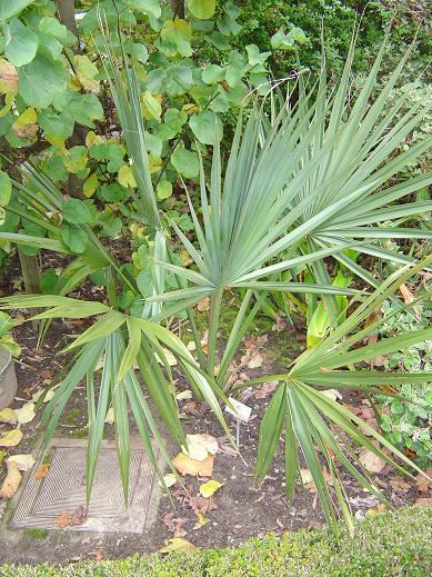 Sabal minor Jardin botanique national Meise