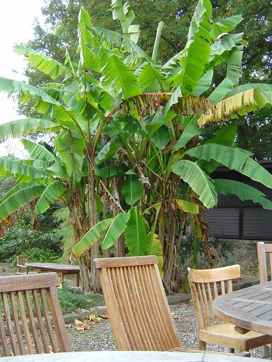 musa basjoo Jardin botanique national Meise