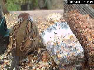 Moineau friquet (passer montanus)