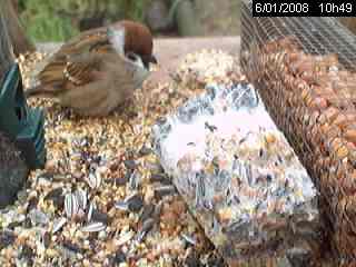 Moineau friquet (Passer montanus)