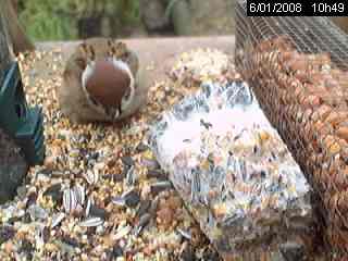 Moineau friquet (Passer montanus)