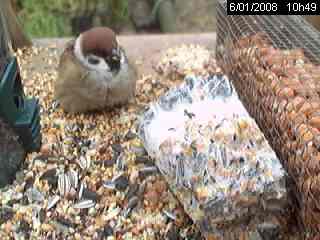 Moineau friquet (Passer montanus)