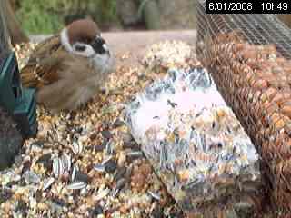 Moineau friquet (Passer montanus)