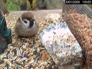 Moineau friquet (Passer montanus)