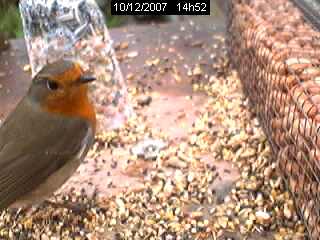 Erithacus rubecula