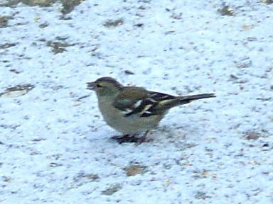 Fringilla coelebs