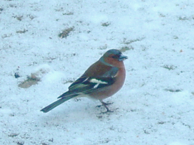 Fringilla coelebs