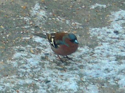 Fringilla coelebs