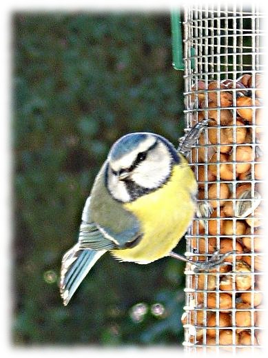 Parus caeruleus
