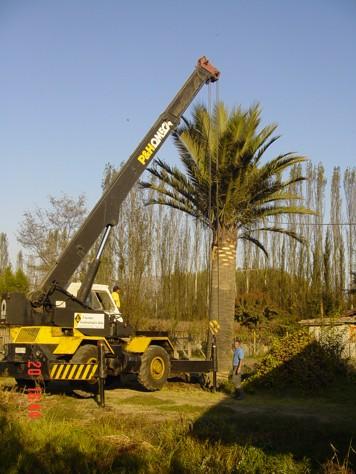 Jubaea chilensis � vendre