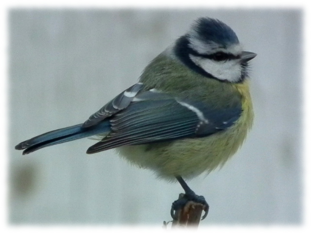 M�sange bleue (Parus caeruleus)