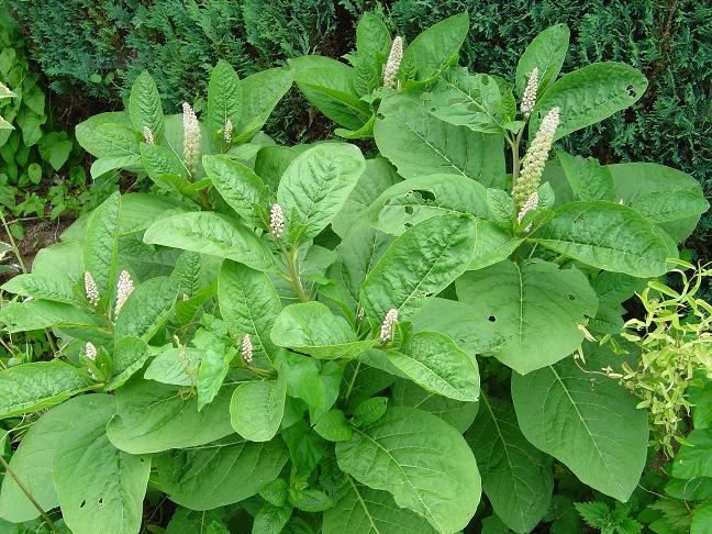 Phytolacca americana